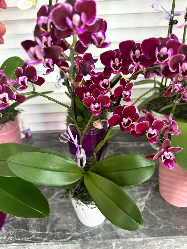 Petite Orchid