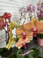 Orchids And Blooms
