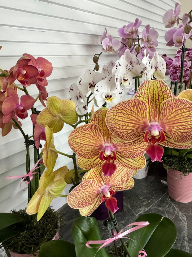 Orchids And Blooms