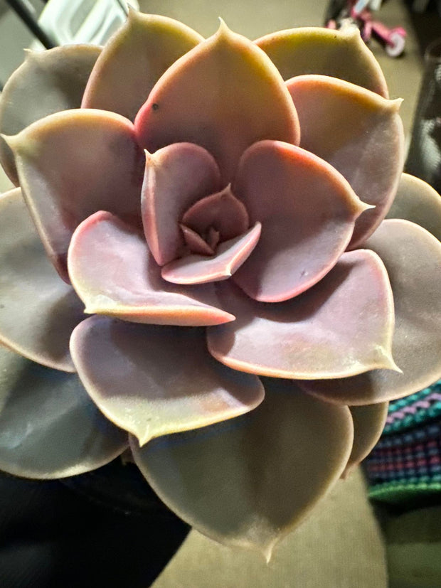 Loving Succulent