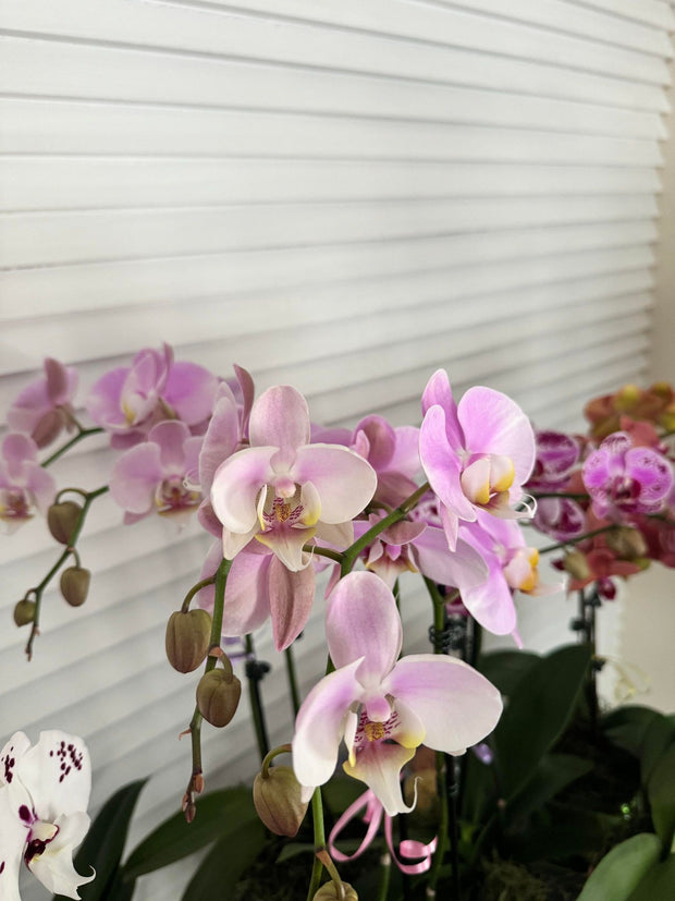 Orchids And Blooms