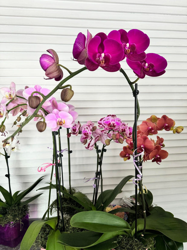 Orchids And Blooms