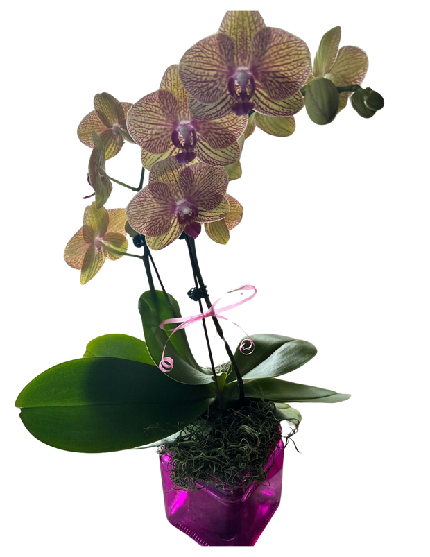 Orchid Rishi One Single Orhchids – My Store
