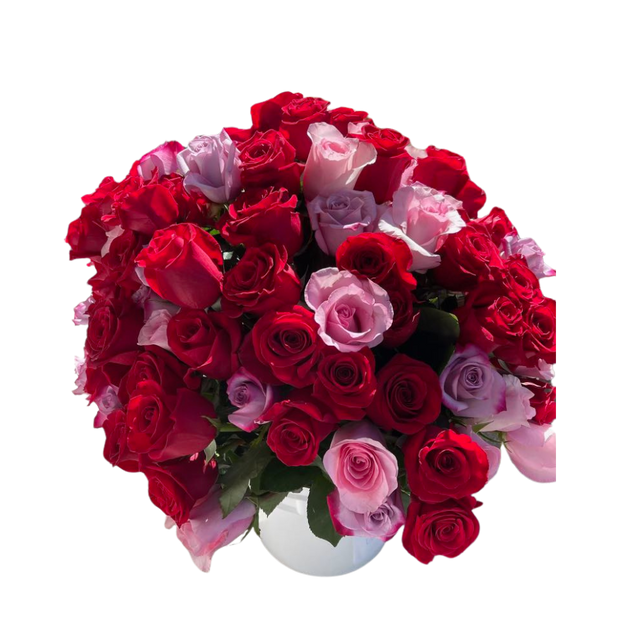 Blooming Rose